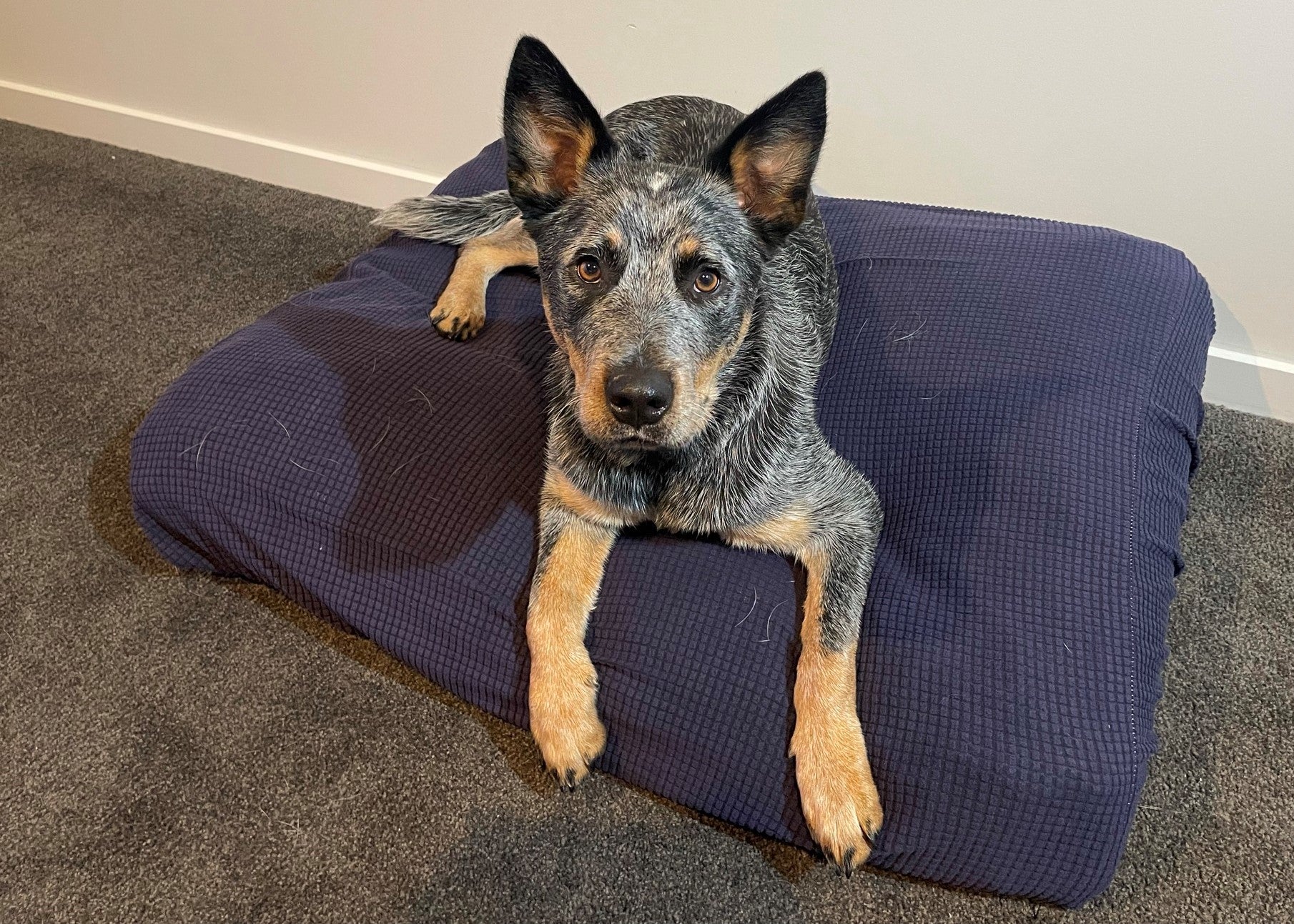 Navy Blue Warm Dog Bed Cover Rectangular Bean Bag Bed